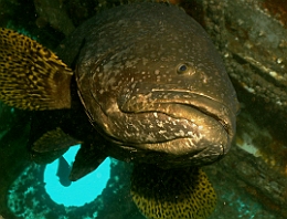 Sipadan_2015_Loche ou Merou geant_Epinephelus lanceolatus_IMG_2615_rc